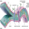 Profilbild von phospholipid bilayer