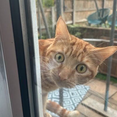 davidsupercat's profile picture