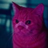 Profilbild von A