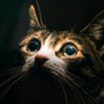 sneezera's profile picture