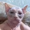 el roy's profile picture