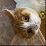 ゆな🐈🐾✳︎'s profile picture