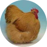 Serial Pomergrante profil fotoğrafı
