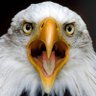 Don Raye profil fotoğrafı