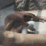 カワソワ profil fotoğrafı