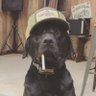Profilbild von Dog Diary