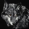 Mr.Wolf's profile picture