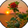 عالية نجد🌹's profile picture
