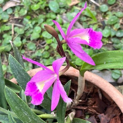 🇹🇭💜geejee💜🇹🇭's profile picture