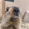 ゴンザレス齋藤 profil fotoğrafı