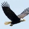 The Eagle's profile picture