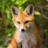 FOX50 的头像