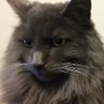 Hellkat 🇨🇦🍁 profil fotoğrafı