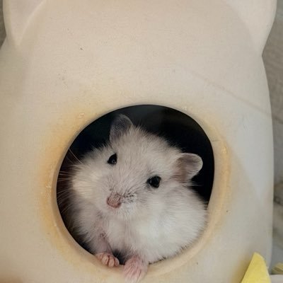 ham_nat4's profile picture
