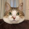 こしあん 的头像