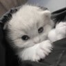 dom's profile picture