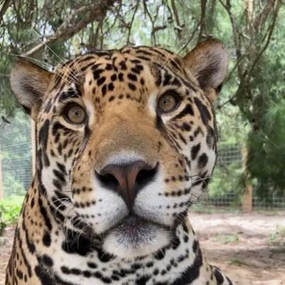 Onça Vegana's profile picture