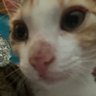 Luvmycat's profile picture