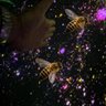 רפי🐝🐝's profile picture