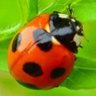 テンテン profil fotoğrafı