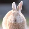 Rabbit1100's profile picture