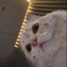 جوجَ profil fotoğrafı