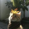 你我不懂的事 的头像