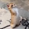 Dewi 的头像