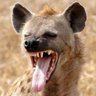 Heimmerskizo profil fotoğrafı