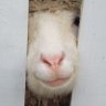 dann profil fotoğrafı