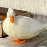 はとよめ🍆 profil fotoğrafı