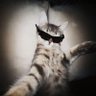 xo, hari profil fotoğrafı