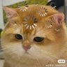 🌷꒰ uyen boondin ꒱ ۪ ˚₊ 🌸🌿's profile picture