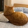 JU 🔻 profil fotoğrafı
