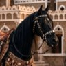 Profilbild von Black horse