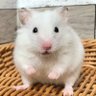 Profilbild von ダークハムスター