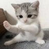 温晚 的头像