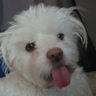 PhoenixCrown's profile picture
