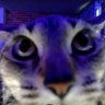 Fallen Dan's profile picture