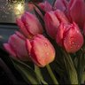 Tulip 🌷's profile picture
