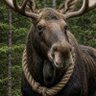 NoosedMoose's profile picture