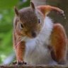 Фото профиля Jimmythesquirrel