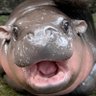 Profilbild von amir