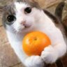 Verc's profile picture
