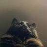 max power's profile picture