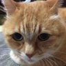 広島寅次郎 profil fotoğrafı
