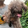 ku chou Lin's profile picture