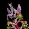Profilbild von Eostre