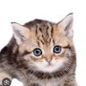 ちい's profile picture