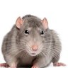 A 🐀 Guy profil fotoğrafı